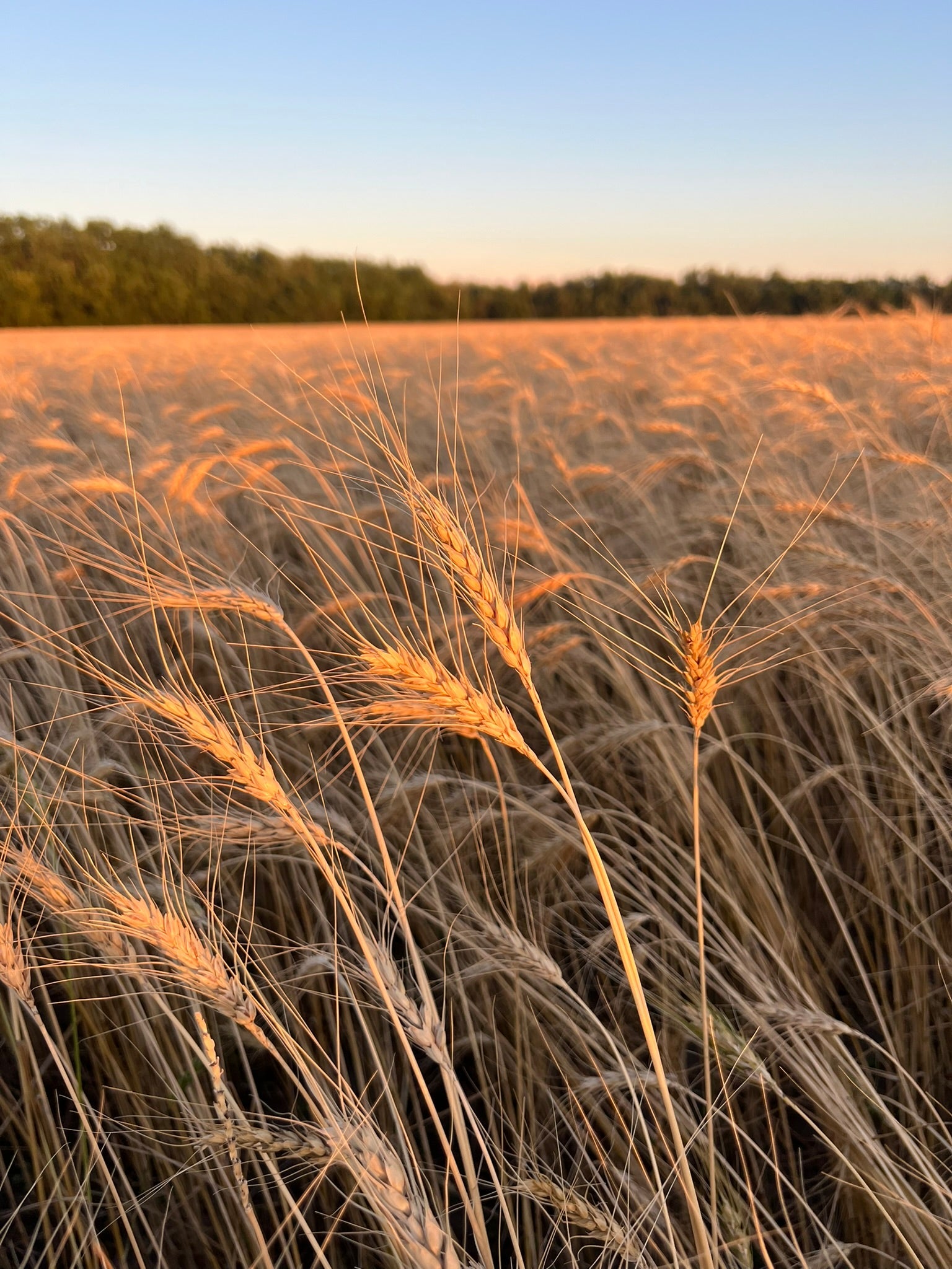 Heritage Turkey Red wheat heads growing in Hillsboro, Kansas